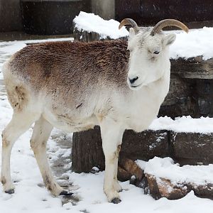 Marco Polo argali (Ovis ammon polii)