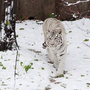 white tiger