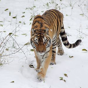 Siberian tiger in snow