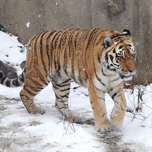 Siberian tiger in snow
