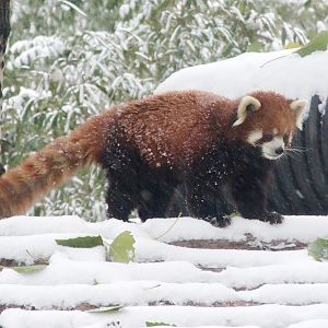 red panda