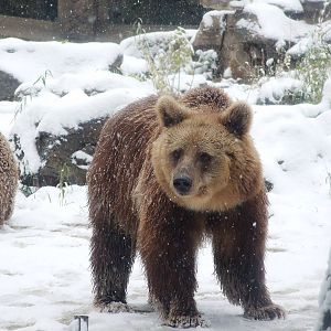 brown bear