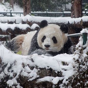 giant panda in snow