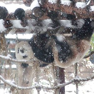 giant panda in snow