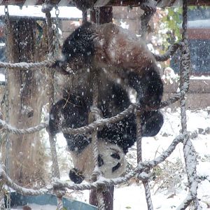 giant panda in snow