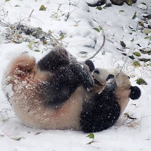 giant panda in snow
