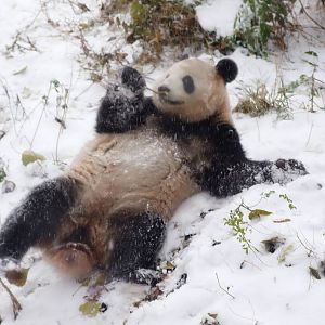 giant panda in snow