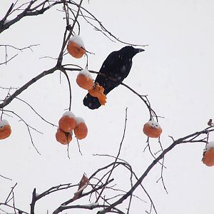 crow and persimmon