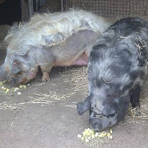 New tubby pigs, Prada and Radley; 21st August 2015