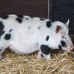 New pig, Mickey; 24th October 2015