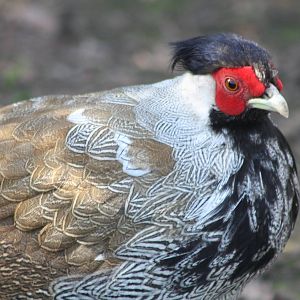 Adult plumage on its way, 8th April 2015