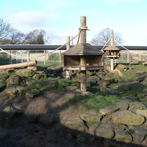 View of Guinea Baboon Enclosure - 22 November 2015