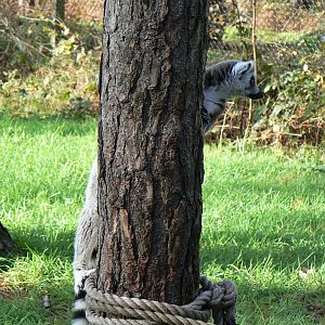 'I'm just a tree....' - 22 November 2015