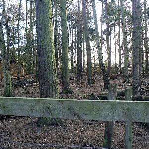 View of Red River Hog Enclosure - 22 November 2015