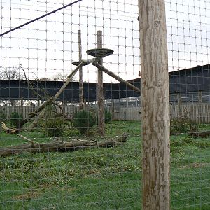 View of Smallest Visible Amur Leopard Enclosure - 22 November 2015