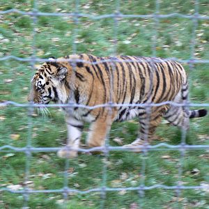 A go at a fancy movement shot ArizonaDocent style - 22 November 2015