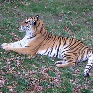 Amur Tiger - 22 November 2015