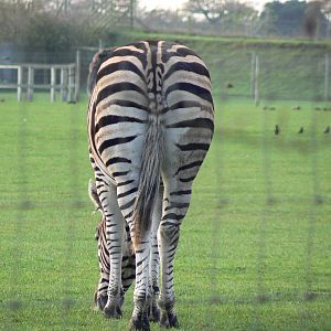 Chapman's Zebra Rear - 22 November 2015