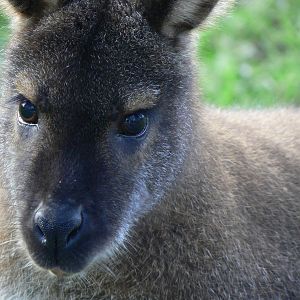 Red-necked Wallaby - 22 November 2015