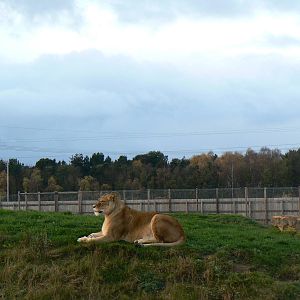 African Lion Female - 22 November 2015