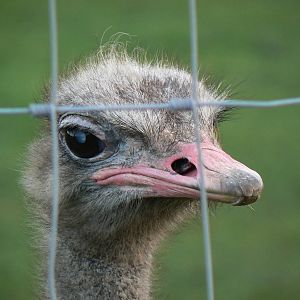 Ostrich - 22 November 2015