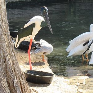 Black Necked Stork