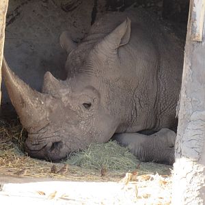 Southern White Rhino