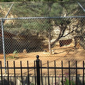 Parma Wallaby Habitat