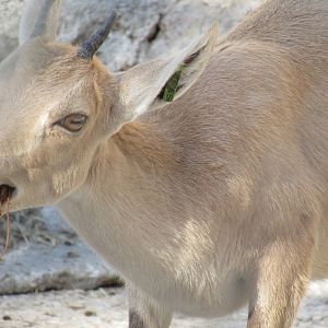 Nubian Ibex
