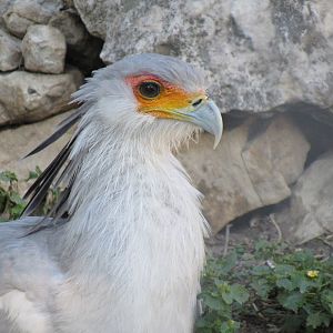 Secretary Bird