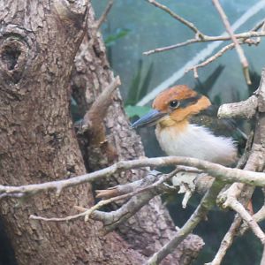 Micronesian Kingfisher