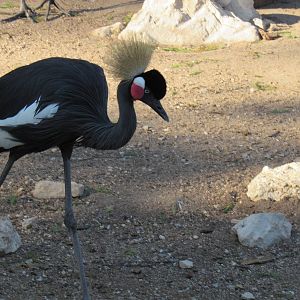 West African (Black) Crowned Crane