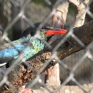 Green Woodhoopoe