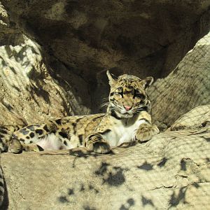 Clouded Leopard