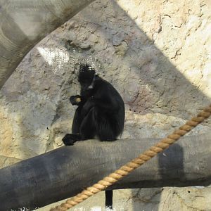 Francois Langur