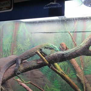 Phoenix the Baby Komodo Dragon