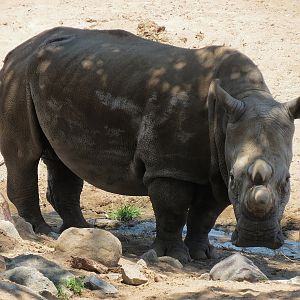 Northern White Rhinoceros - Nola - RIP 11-22-15