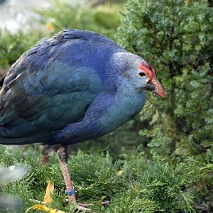 Grey-headed swamphen