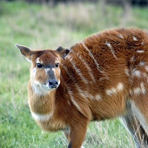 Sitatunga