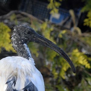 Juvenile Australian white ibis