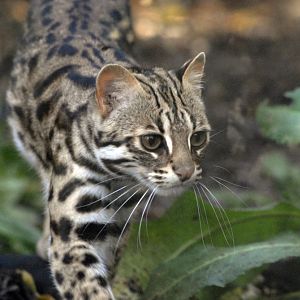 Indochinese leopard cat