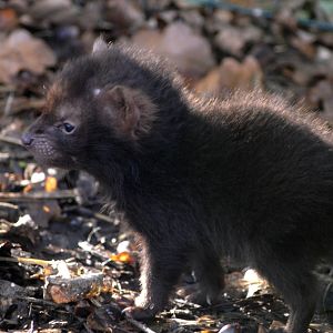 Bush dog pup