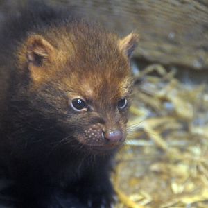 Bush dog pup
