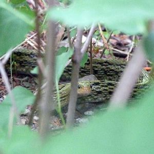 beauty rat snake (Orthriophis taeniurus) - Beijing