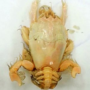 Blepharipoda liberate - Yantai