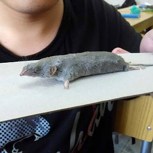 De Winton's shrew (Chodsigoa hypsibius) - Beijing