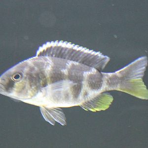 Nimbochromis livingstonii