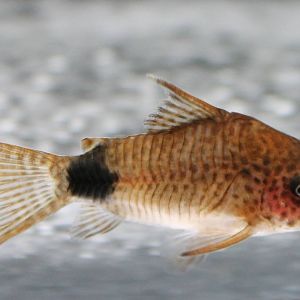 Corydoras caudimaculatus
