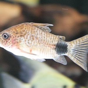 Corydoras caudimaculatus