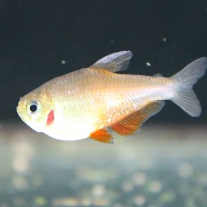 Fish ID